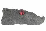 Red Embers Garnet in Graphite - Massachusetts #301117-1